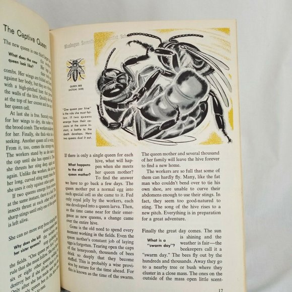How and Why Ants and Bees Hardcover Book 1962 School Ex-Library Ronald N Rood - Picture 8 of 12